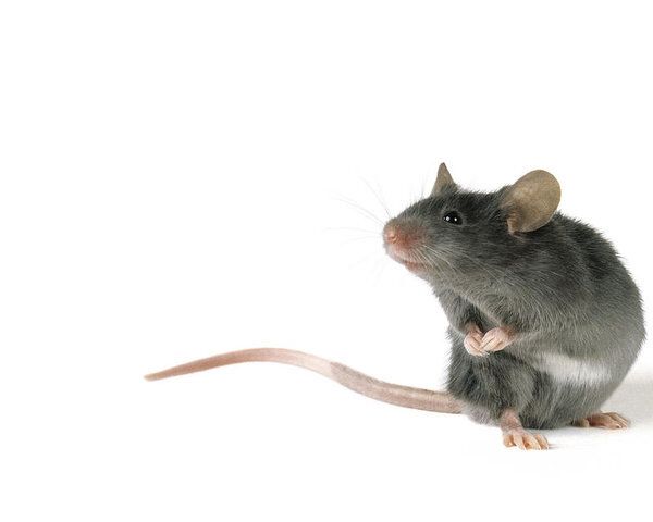 A picture of a cute mouse